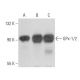 Glutathione Peroxidase 1/2/GPX1/2 Antibody (E-7) - Western Blotting - Image 354930 