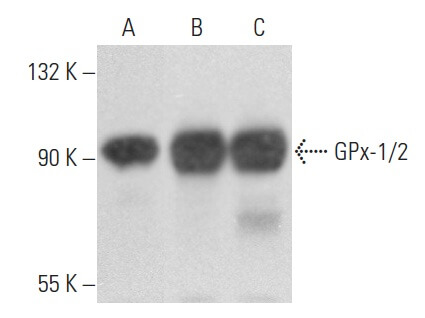 Glutathione Peroxidase 1/2/GPX1/2 Antibody (E-7) | SCBT