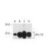 western blotting image from recommended Glutathione Peroxidase 1/2/GPX1/2 (B-6) monoclonal antibody replacement. Image 42511