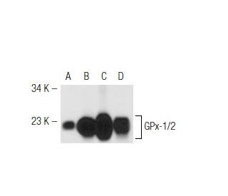 western blotting image from recommended Glutathione Peroxidase 1/2/GPX1/2 (B-6) monoclonal antibody replacement. Image 42511
