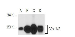 GPx-1 Antibody (N-20) | SCBT - Santa Cruz Biotechnology