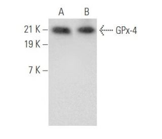 Glutathione Peroxidase 4/GPX4 Antibody (B-12)