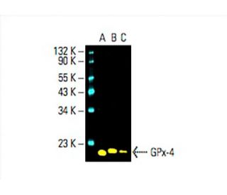 Glutathione Peroxidase 4/GPX4 Antibody (B-12)