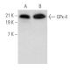 Glutathione Peroxidase 4/GPX4 Antibody (D-3) - Western Blotting - Image 355545 