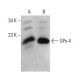 Glutathione Peroxidase 4/GPX4 Antibody (D-3) - Western Blotting - Image 380548