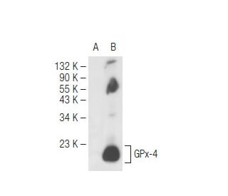 yuuページ Glutathione Peroxidase 4/GPX4抗体(E-12) | SCBT - Santa Cruz
