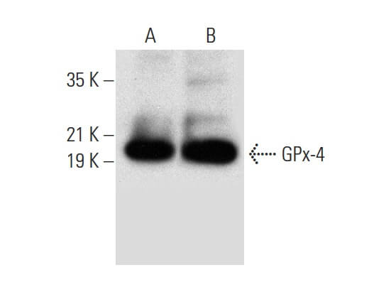 Glutathione Peroxidase 4/GPX4抗体(E-12) | SCBT - Santa Cruz 