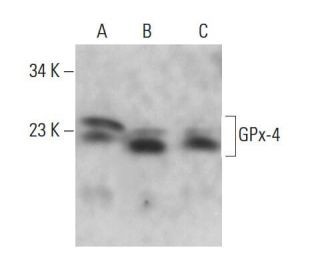 2SC3240/20個 Glutathione Peroxidase 4/GPX4 Antibody (E-12) | SCBT - Santa Cruz