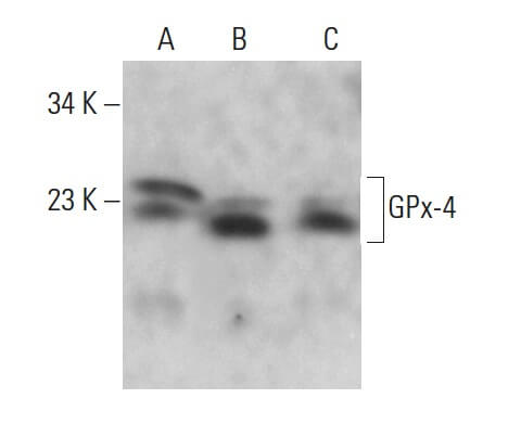 しょう専用です Glutathione Peroxidase 4/GPX4抗体(E-12) | SCBT - Santa Cruz