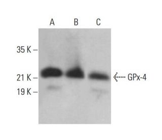 gpx-4-antibody-e-12-western-