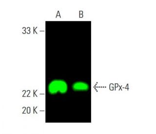 Glutathione Peroxidase 4/GPX4 Antibody (E-12) | SCBT - Santa