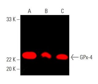 gpx-4-antibody-e-12-western-