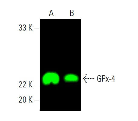 Glutathione Peroxidase 4/GPX4 Antibody (E-12) | SCBT - Santa 