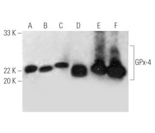 Glutathione Peroxidase 4/GPX4 Antibody (E-12) | SCBT - Santa Cruz 