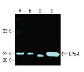 ■よっち■ Glutathione Peroxidase 4/GPX4 Antibody (E-12) | SCBT - Santa
