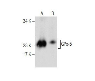 Glutathione Peroxidase 5/GPX5 Antibody (G-1) - Western Blotting - Image 286043
