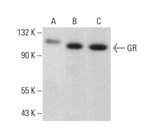 GR/NR3C1/Glucocorticoid Receptor Antibody (A-4) - Western Blotting - Image 379618 
