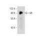 GR/NR3C1/Glucocorticoid Receptor Antibody (F-10) - Western Blotting - Image 155609