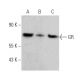 GR/NR3C1/Glucocorticoid Receptor Antibody (FiGR) - Western Blotting - Image 360391 