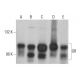 western blotting image from recommended GR/NR3C1/Glucocorticoid Receptor (G-5) monoclonal antibody replacement. Image 352031
