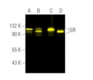 GR/NR3C1/Glucocorticoid Receptor Antibody (G-5) - Western Blotting - Image 391357