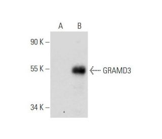 GRAMD3 Antibody (G-10) - Western Blotting - Image 344489 