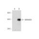 GRAMD3 Antibody (G-10) - Western Blotting - Image 344489 