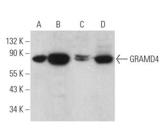 GRAMD4 Antibody (C-8) - Western Blotting - Image 369831 