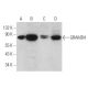 GRAMD4 Antibody (C-8) - Western Blotting - Image 369831 