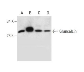 Grancalcin Antibody (C-10) - Western Blotting - Image 300131 