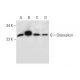 Grancalcin Antibody (C-10) - Western Blotting - Image 300131 