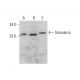 Grancalcin Antibody (C-10) - Western Blotting - Image 378110