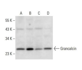 Grancalcin Antibody (D-12) - Western Blotting - Image 297981