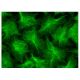 Grancalcin Antibody (D-4) - Immunofluorescence - Image 151128 