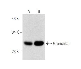 Grancalcin Antibody (D-4) - Western Blotting - Image 145018 