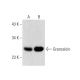 Grancalcin Antibody (D-4) - Western Blotting - Image 145018 