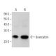Grancalcin Antibody (D-4) - Western Blotting - Image 378155