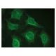 Grancalcin Antibody (F-12) - Immunofluorescence - Image 149305 