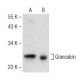 Grancalcin Antibody (F-12) - Western Blotting - Image 147358