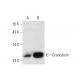 Grancalcin Antibody (G-1) - Western Blotting - Image 145502 
