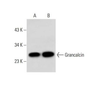 Grancalcin Antibody (G-1) - Western Blotting - Image 298006 