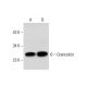 Grancalcin Antibody (G-1) - Western Blotting - Image 298006 