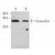 Grancalcin Antibody (G-1) - Western Blotting - Image 367549