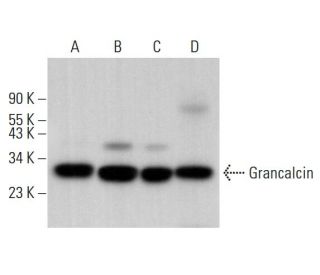 Grancalcin Antibody (G-12) - Western Blotting - Image 379619