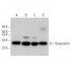 Grancalcin Antibody (G-12) - Western Blotting - Image 379619