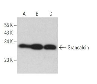 Grancalcin Antibody (G-3) - Western Blotting - Image 367548 