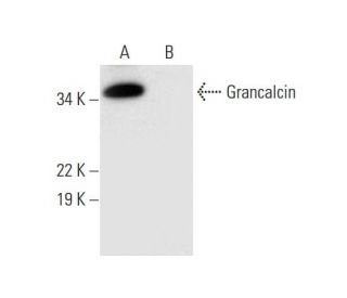 Grancalcin Antibody (H-11) - Western Blotting - Image 297034 