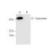 Grancalcin Antibody (H-11) - Western Blotting - Image 297034 