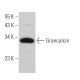 Grancalcin Antibody (H-11) - Western Blotting - Image 367547 