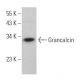 Grancalcin Antibody (H-11) - Western Blotting - Image 367550
